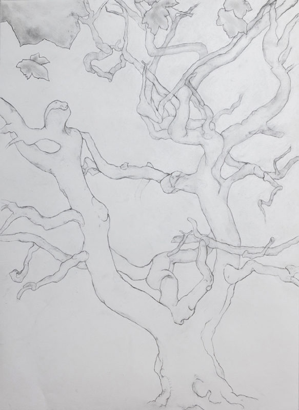 Early Spring (2020). Graphite and charcoal on paper, 91 x 66 cm.